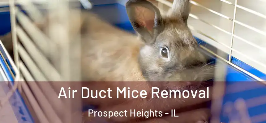  Air Duct Mice Removal Prospect Heights - IL
