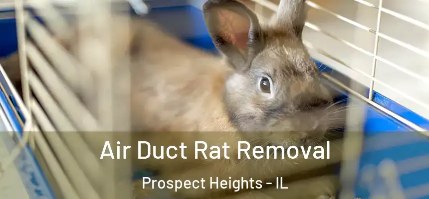  Air Duct Rat Removal Prospect Heights - IL