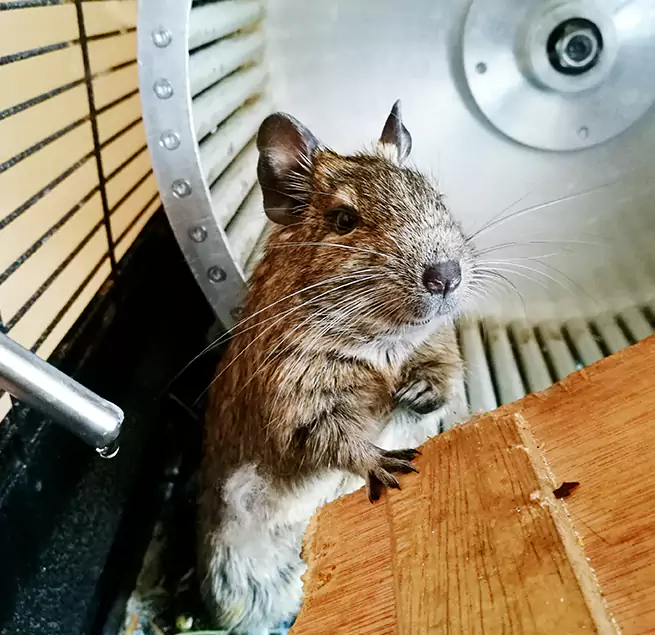 Why Homeowners & Businesses Trust Us Prospect Heights, IL